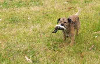 Border terrier water retrieve